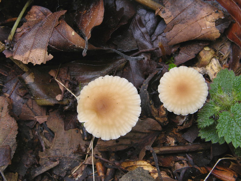 Marasmius torquescens